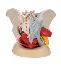 Primary Image Link
