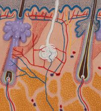Primary Image Link