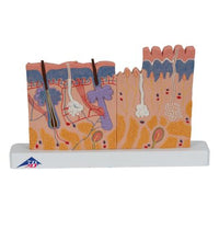 Primary Image Link
