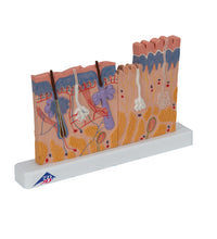 Primary Image Link