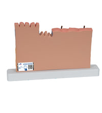 Primary Image Link