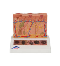 Primary Image Link