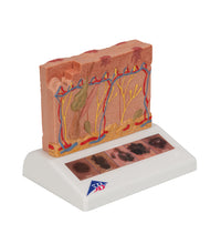 Primary Image Link