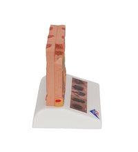 Primary Image Link