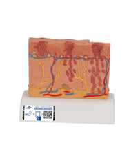 Primary Image Link