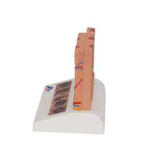 Primary Image Link