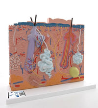 Primary Image Link