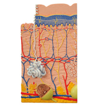 Primary Image Link