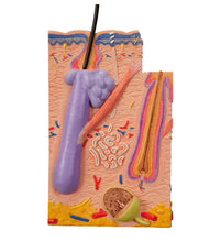 Primary Image Link