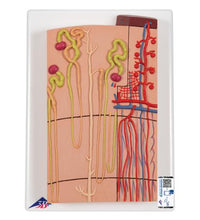 Primary Image Link