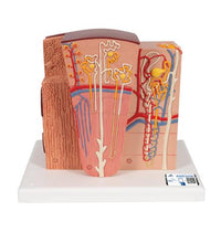 Primary Image Link