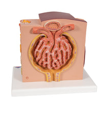 Primary Image Link