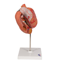 Primary Image Link
