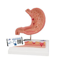 Primary Image Link