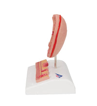 Primary Image Link