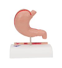 Primary Image Link