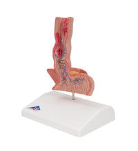 Primary Image Link