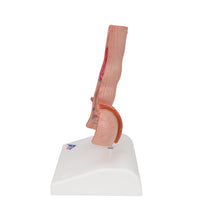 Primary Image Link