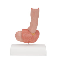 Primary Image Link
