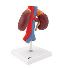Primary Image Link