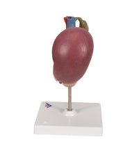 Primary Image Link