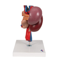 Primary Image Link
