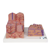 Primary Image Link