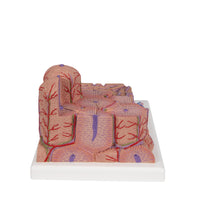 Primary Image Link