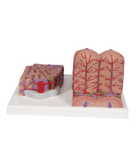 Primary Image Link