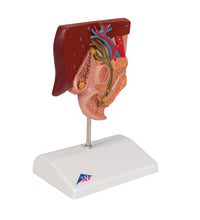 Primary Image Link