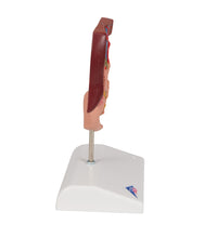 Primary Image Link