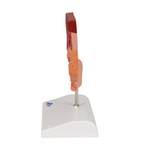 Primary Image Link