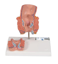 Primary Image Link