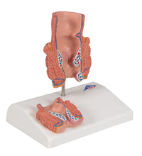 Primary Image Link
