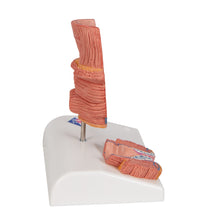 Primary Image Link