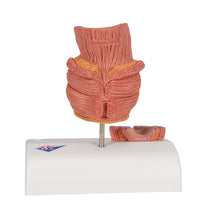 Primary Image Link