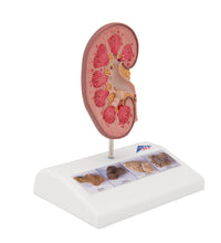 Primary Image Link