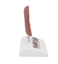Primary Image Link