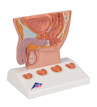 Primary Image Link