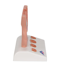 Primary Image Link