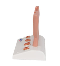 Primary Image Link