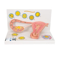 Primary Image Link