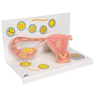 Primary Image Link
