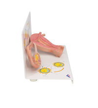 Primary Image Link