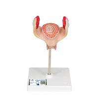 Primary Image Link