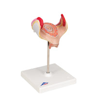 Primary Image Link