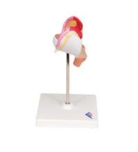 Primary Image Link