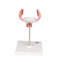 Primary Image Link