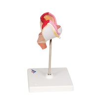 Primary Image Link