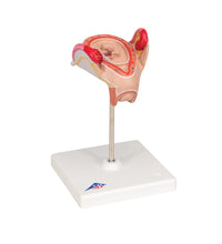 Primary Image Link